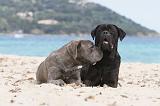 CANE CORSO 629